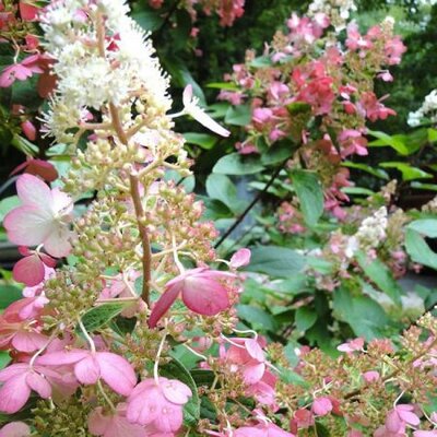 Hydrangea 'Pinky Winky' - Image by Pam Carter from Pixabay