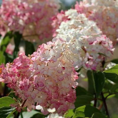 Hydrangea 'Vanilla Fraise' -