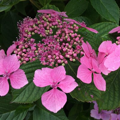 Hydrangea serrata Magic Pillow Pink - Image by aljono from Pixabay