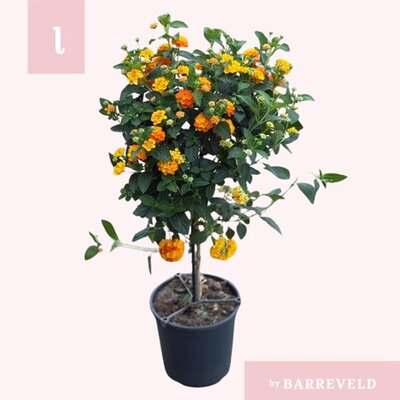 Lantana 'Oker' standard -