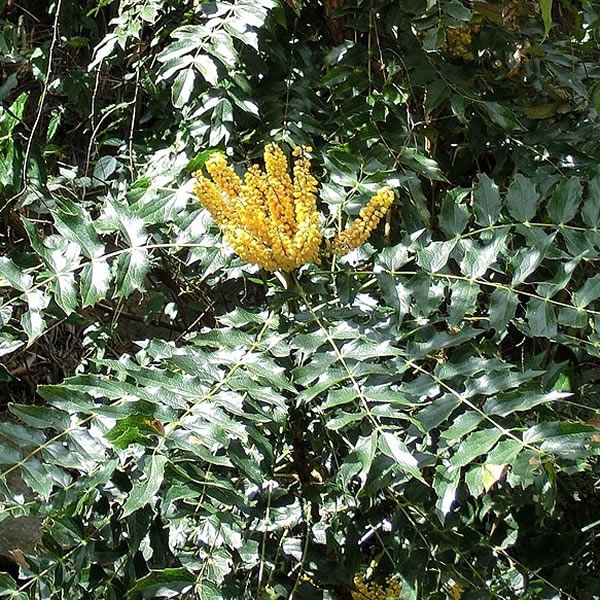 Mahonia Maharajah L Pot Ardcarne Garden Centre Roscommon Boyle