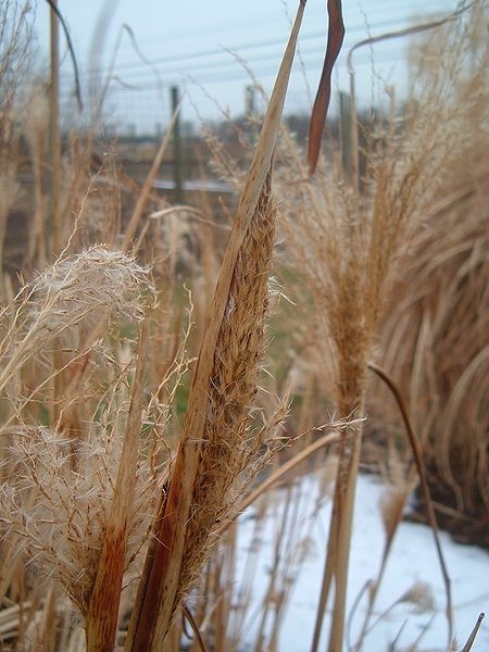 Miscanthus Silberfeder 3L Pot Ardcarne Garden Centre Roscommon