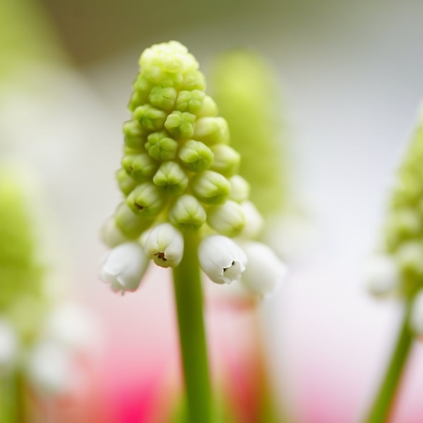 Muscari White Pearl Cm Pot Ardcarne Garden Centre Roscommon