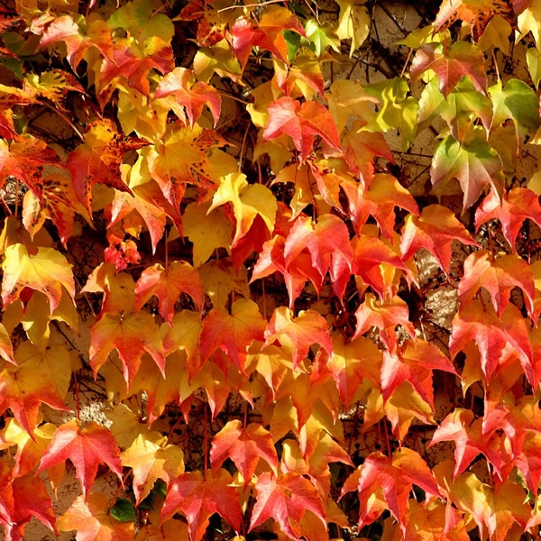 Parthenocissus Veitchii 3 5L Pot Ardcarne Garden Centre