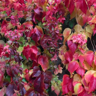Parthenocissus