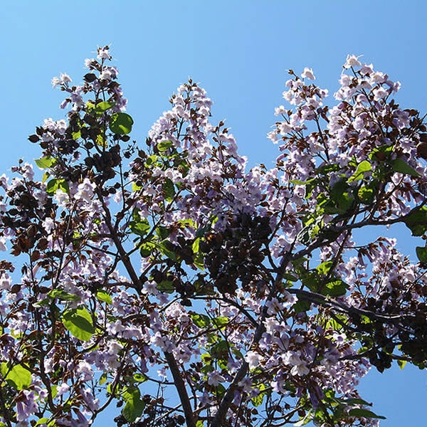 Paulownia Tomentosa L Pot Ardcarne Garden Centre Roscommon Boyle