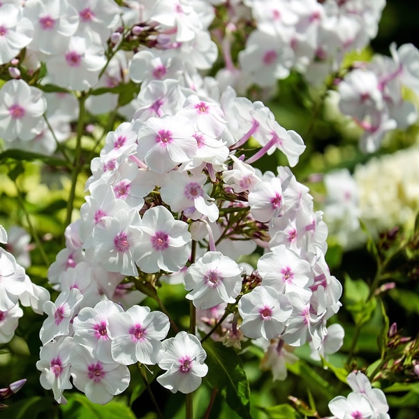 Phlox Famous White 3L Pot Ardcarne Garden Centre Roscommon Boyle