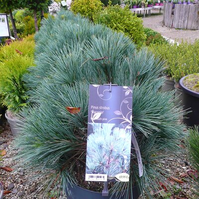 Pinus strobus 'Macopin' - Photo taken at AGC, Boyle 17/10/2025