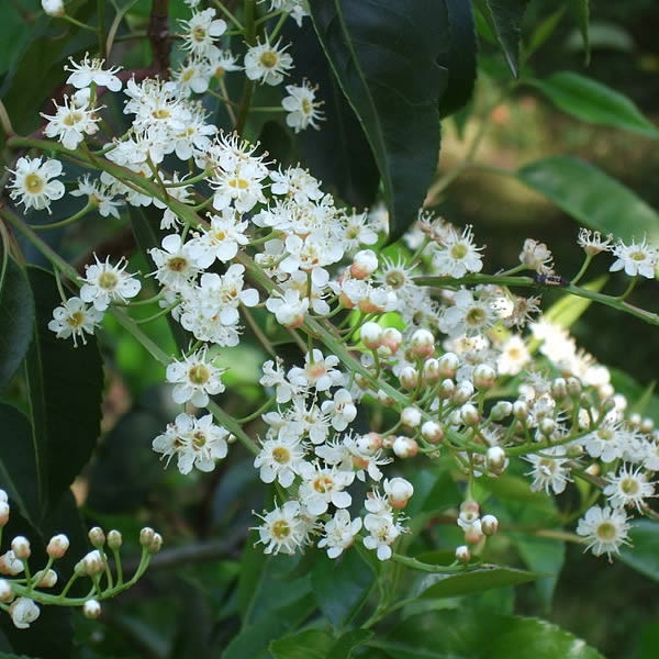 Prunus Angustifolia 2L Pot Ardcarne Garden Centre Roscommon Boyle