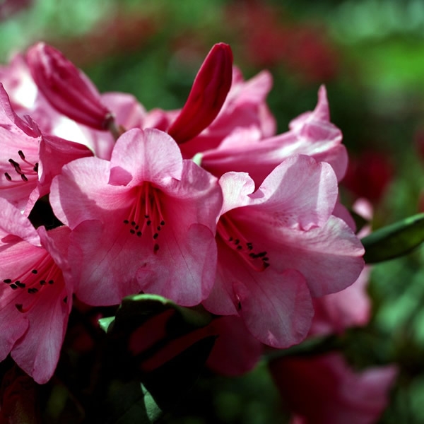 Rhododendron Winsome L Pot Ardcarne Garden Centre Roscommon