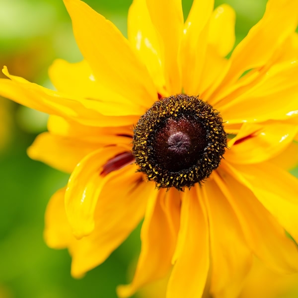 Rudbeckia Sunbeckia Victoria L Pot Ardcarne Garden Centre