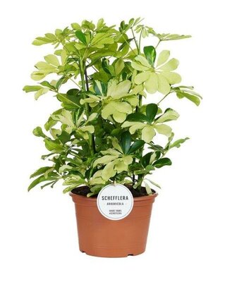 Schefflera 'Melanie'