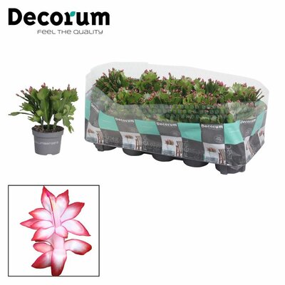 Schlumbergera Red - Image courtesy of Pannebakker