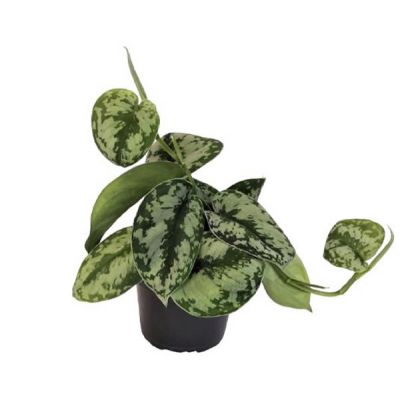 Scindapsus Trebie - Image courtesy of Pannebakker
