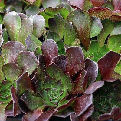 Semponium 'Vortex' - Public domain image under fair use