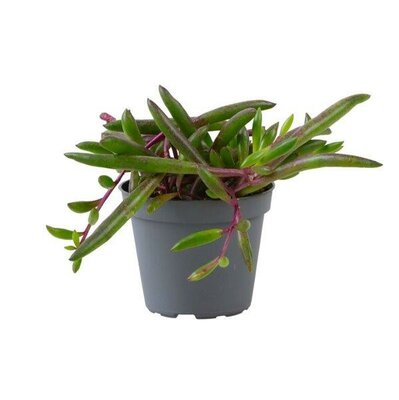 Senecio 'Purple Flush' - Image courtesy of Pannebakker