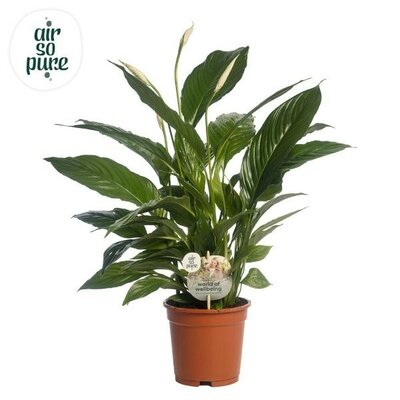 Spathiphyllum 'Vivaldi' (17cm pot) - Image courtesy of Plantline