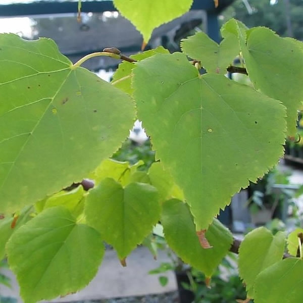 Tilia Cordata Greenspire L Pot Ardcarne Garden Centre Roscommon