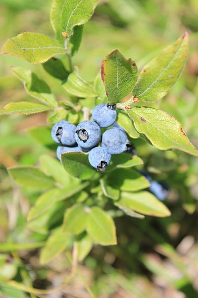 Vaccinium Blue Suede L Pot Ardcarne Garden Centre Roscommon