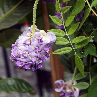 Wisteria 'Amethyst Falls'