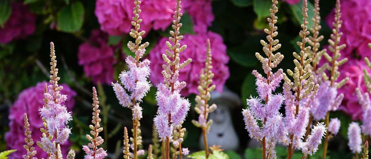 Astilbes with hydrangea backdrop - Image by beauty_of_nature from Pixabay