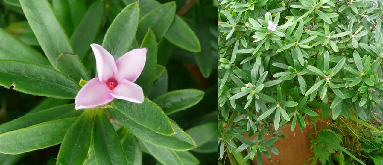 Daphne 'Pink Fragrance' in Chimney Pot - photo by Richard (Web Ed.)