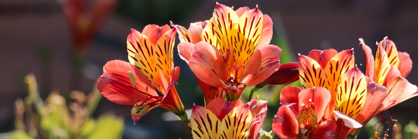 Alstroemeria Spotlight