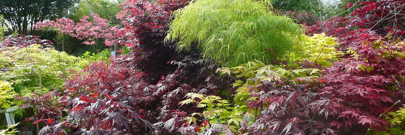 Plan for Autumn Colour