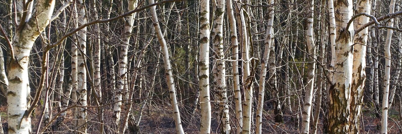 Grow Your Own Forest...