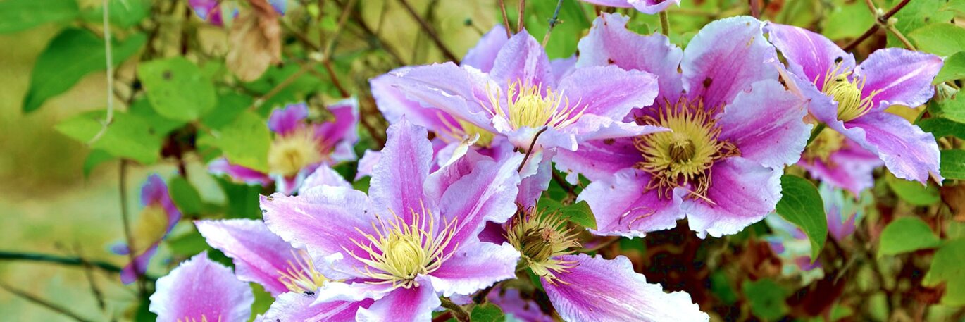 Climbing Plants