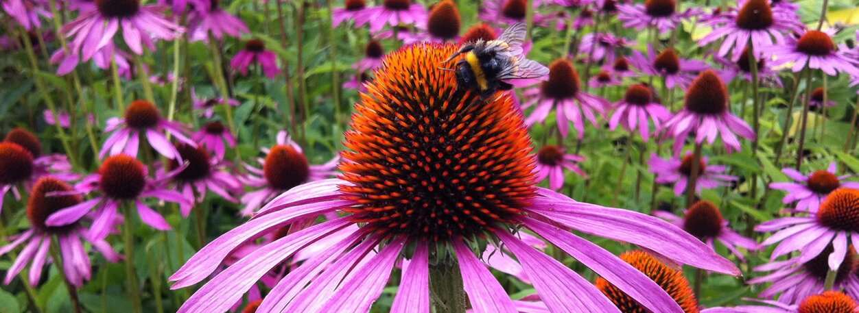 Coneflowers