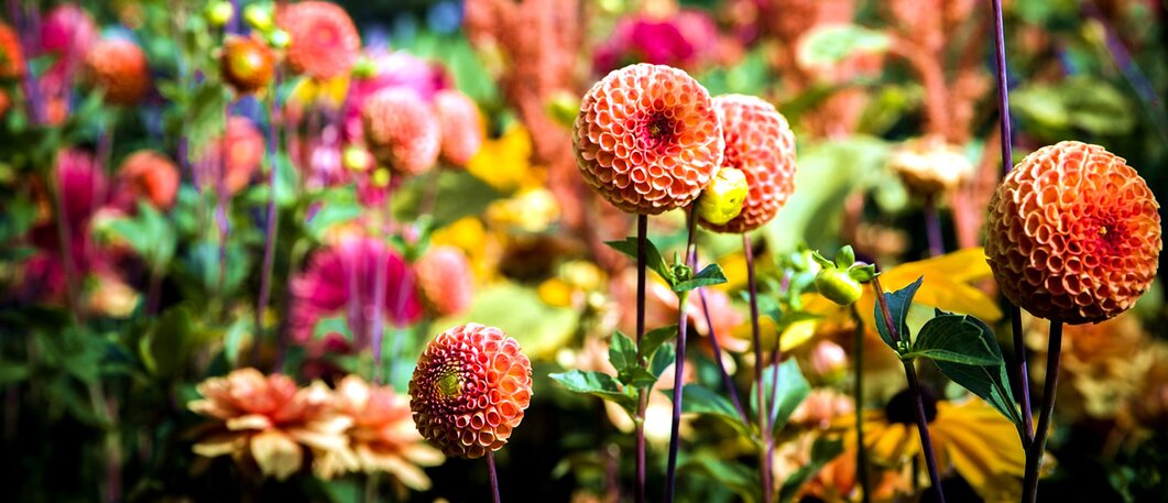 Create Your Own Cut Flower Garden