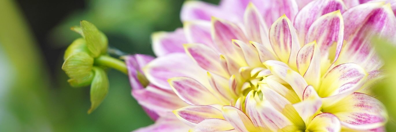 A Florist and Garden Favourite