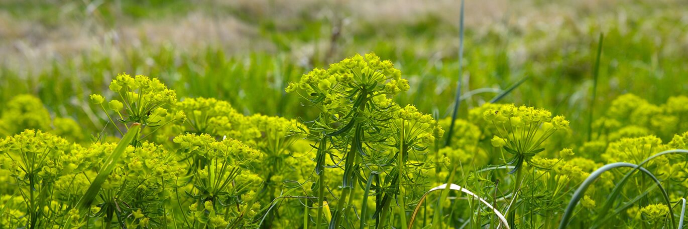 Drought Resistant Plants