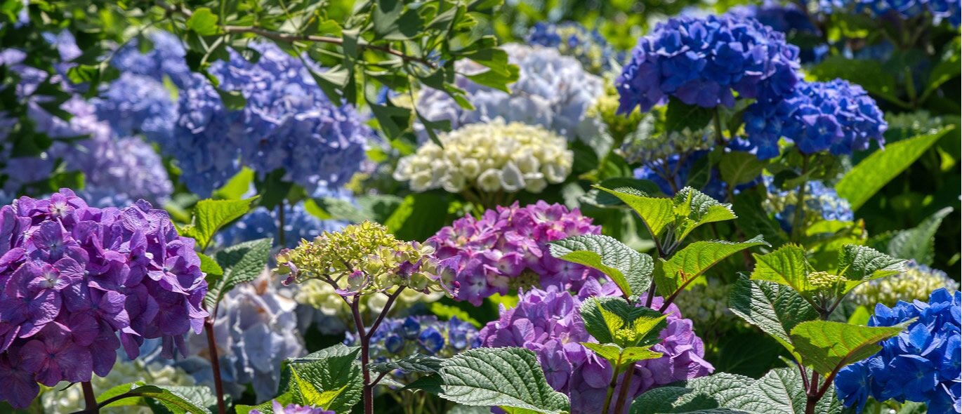 Hydrangeas