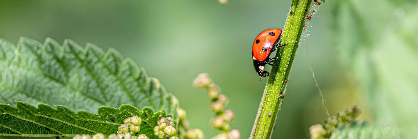 Ladybirds