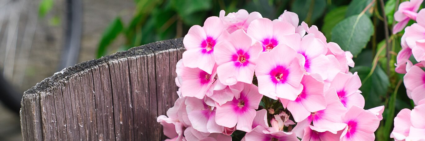 Phlox