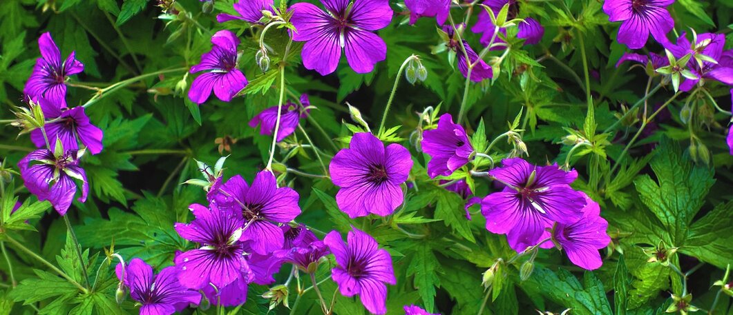 Reliable Geraniums
