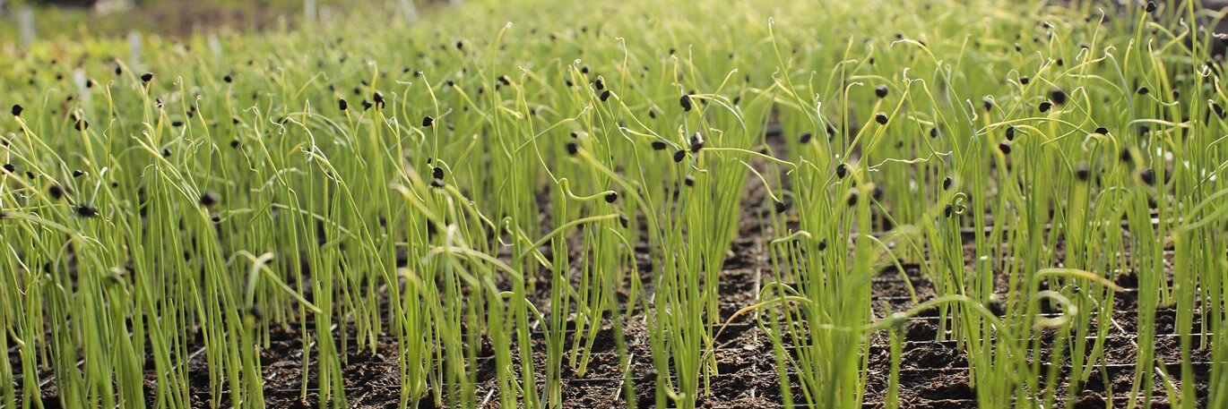 Seeds, Spuds and Success!