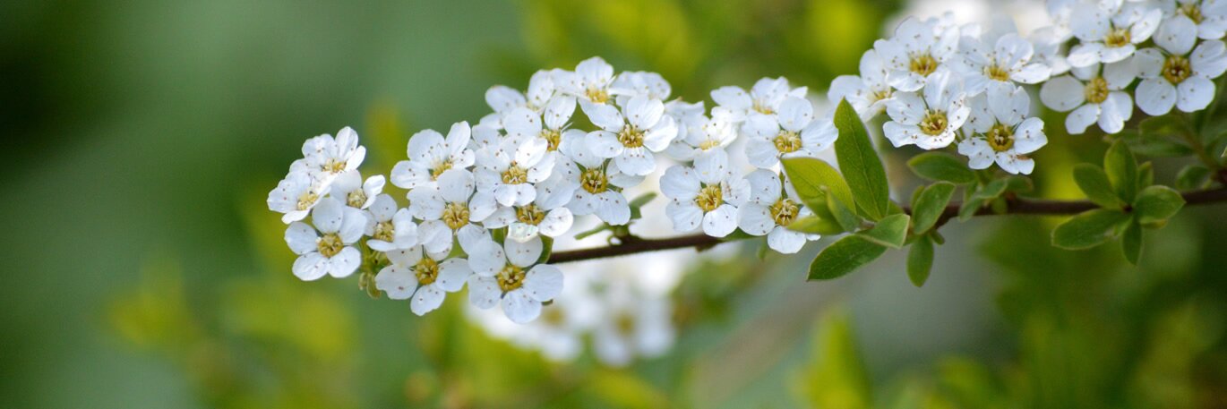 The backbone of your garden...