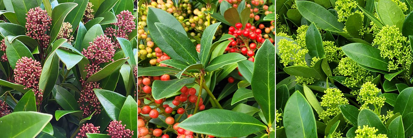 Skimmia