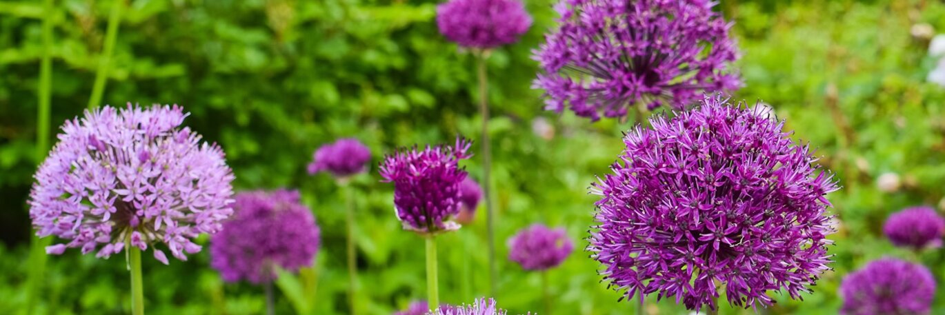 Spring Bulbs Offer