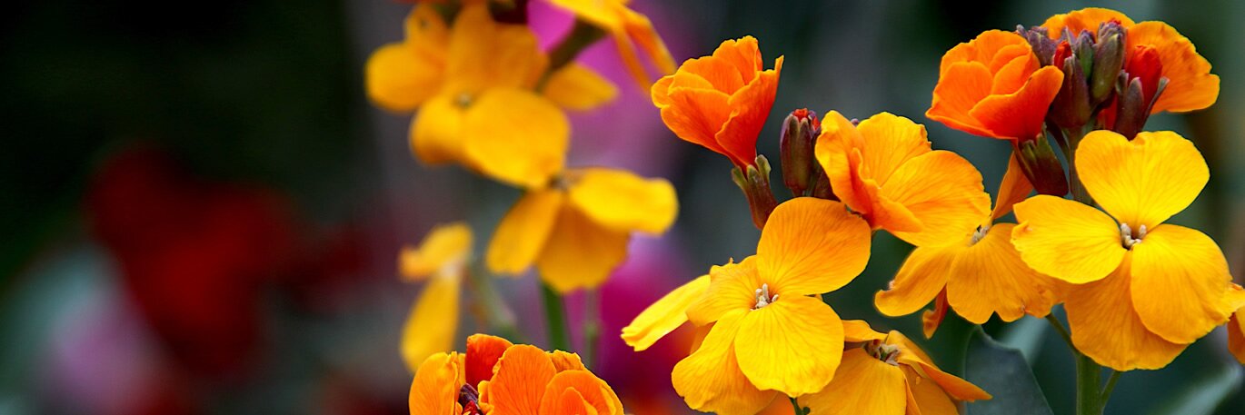 Showy Summer Perennials