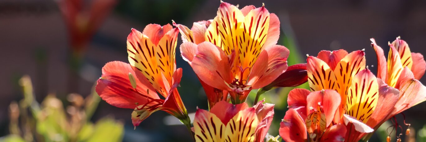 Showy Summer Perennials