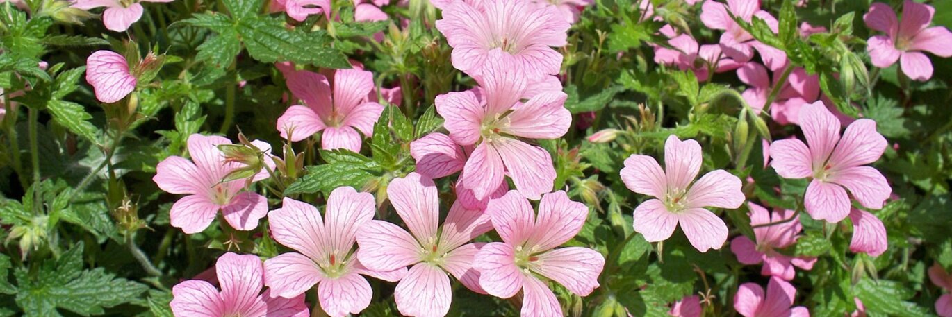 Showy Summer Perennials