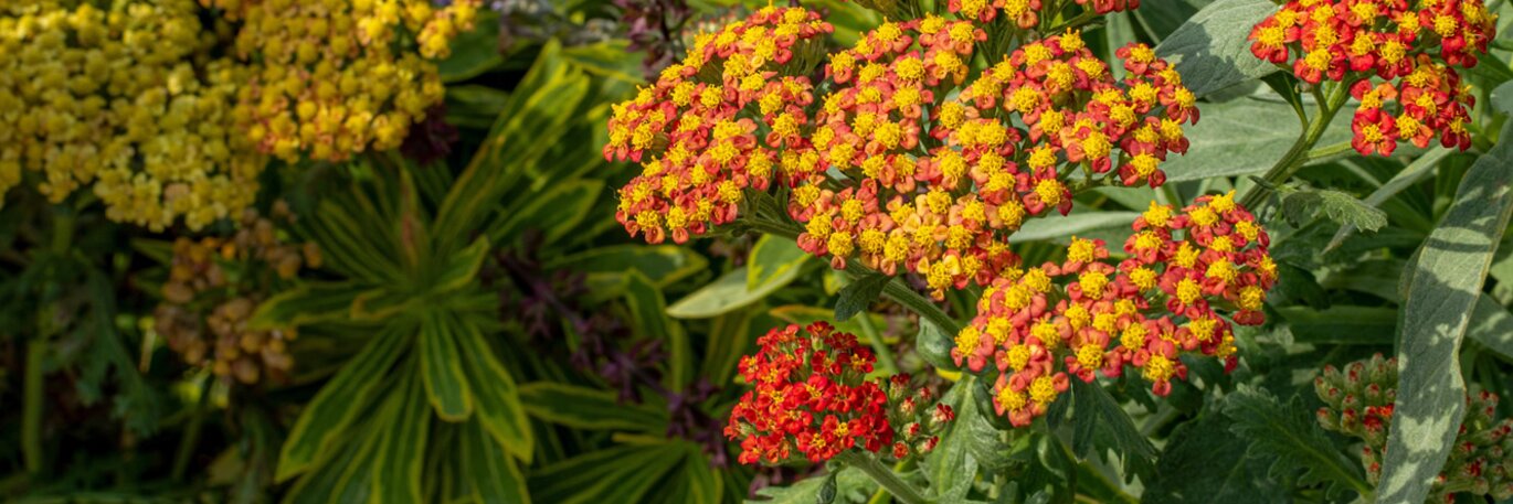 Showy Summer Perennials