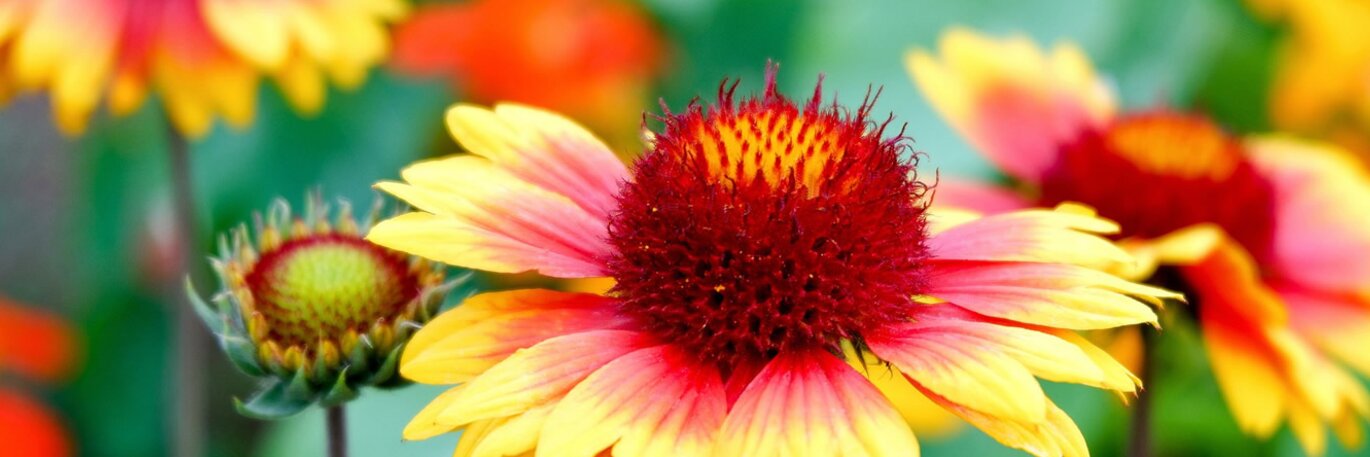 Showy Summer Perennials