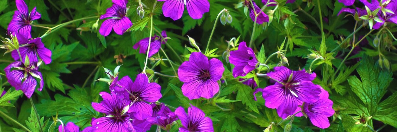 Showy Summer Perennials