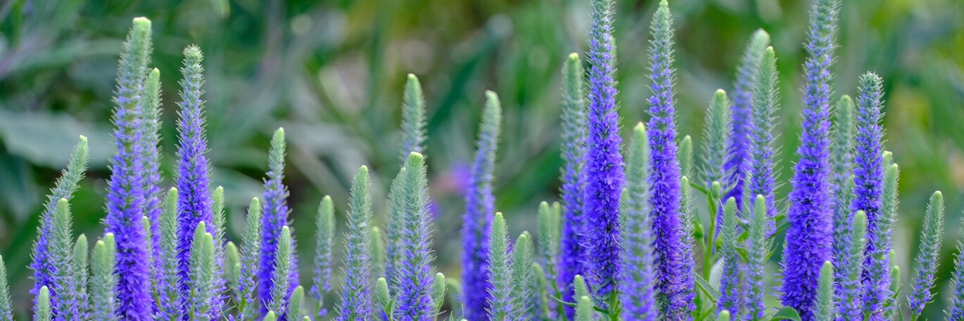 Shrubby or Perennial?