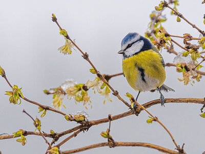 15 gardening tips for January